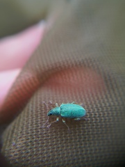 Polydrusus formosus