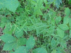 Galium arkansanum