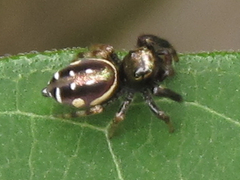 Paraphidippus aurantius
