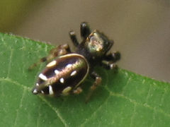 Paraphidippus aurantius