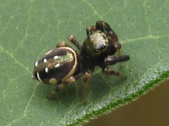 Paraphidippus aurantius