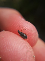 Phyllobius oblongus