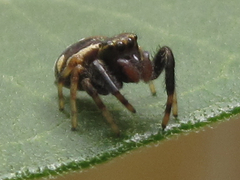 Paraphidippus aurantius