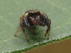 Paraphidippus aurantius