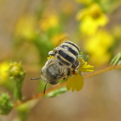 Anthophora curta