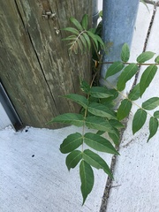 Ailanthus altissima