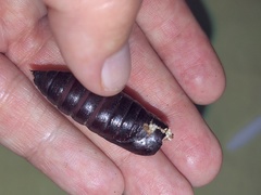 Smerinthus saliceti