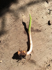 Zantedeschia