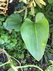 Zantedeschia