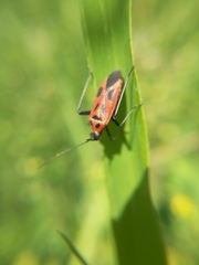 Calocoris nemoralis