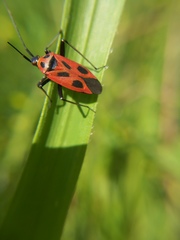 Calocoris nemoralis