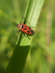 Calocoris nemoralis