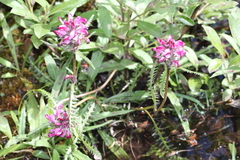 Pedicularis sudetica interior