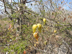 Funastrum pannosum