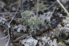 Draba yukonensis