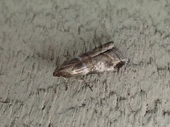 Acrobasis vaccinii