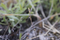 Draba yukonensis