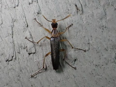 Cephaloon lepturides