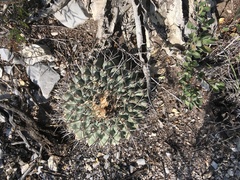 Thelocactus rinconensis rinconensis