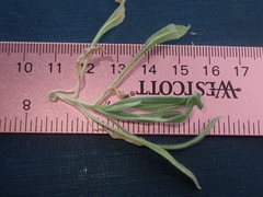 Boechera sparsiflora