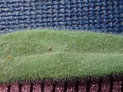 Boechera sparsiflora