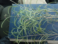 Boechera sparsiflora