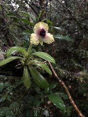 Telipogon latifolius