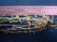 Boechera sparsiflora