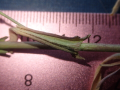 Boechera sparsiflora