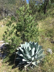 Agave parryi