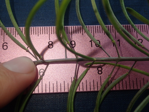 Image of Boechera sparsiflora by (c) Nolan Exe, some rights reserved (CC BY)