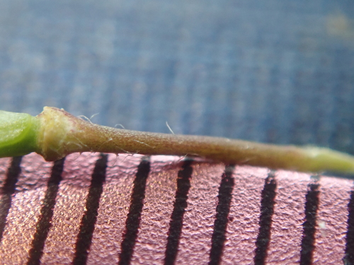 Image of Sicklepod Rockcress (Boechera sparsiflora) by (c) Nolan Exe, some rights reserved (CC BY)