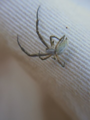 Uloborus walckenaerius