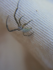 Uloborus walckenaerius