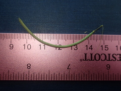 Boechera sparsiflora