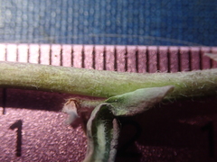 Boechera sparsiflora