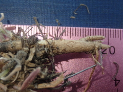 Boechera sparsiflora