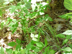 Poa alsodes