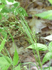 Poa alsodes