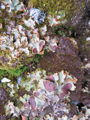 Solorina crocea