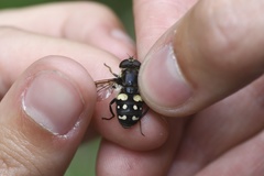 Sericomyia lata