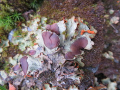 Solorina crocea