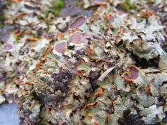 Solorina crocea