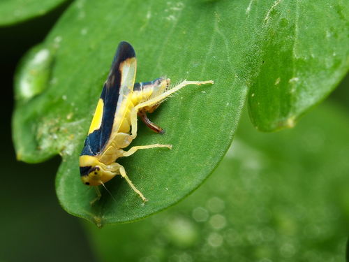 Saddled Leafhopper photo 4