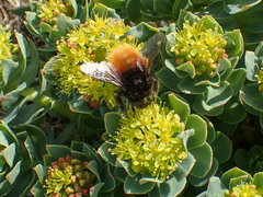 Bombus alpinus