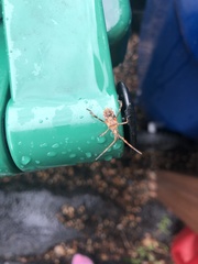 Leptoglossus clypealis