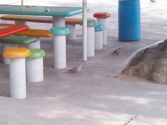 Streptopelia decaocto