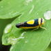 Saddled Leafhopper - Photo (c) Katja Schulz, some rights reserved (CC BY)