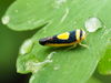 Saddled Leafhopper - Photo (c) Katja Schulz, some rights reserved (CC BY), uploaded by Katja Schulz
