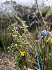 Chaetolepis microphylla